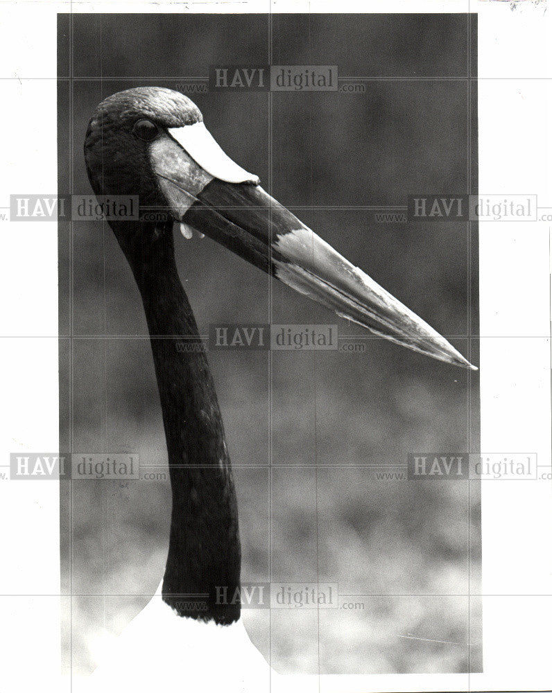 1992 Press Photo gregarious wading birds - Historic Images