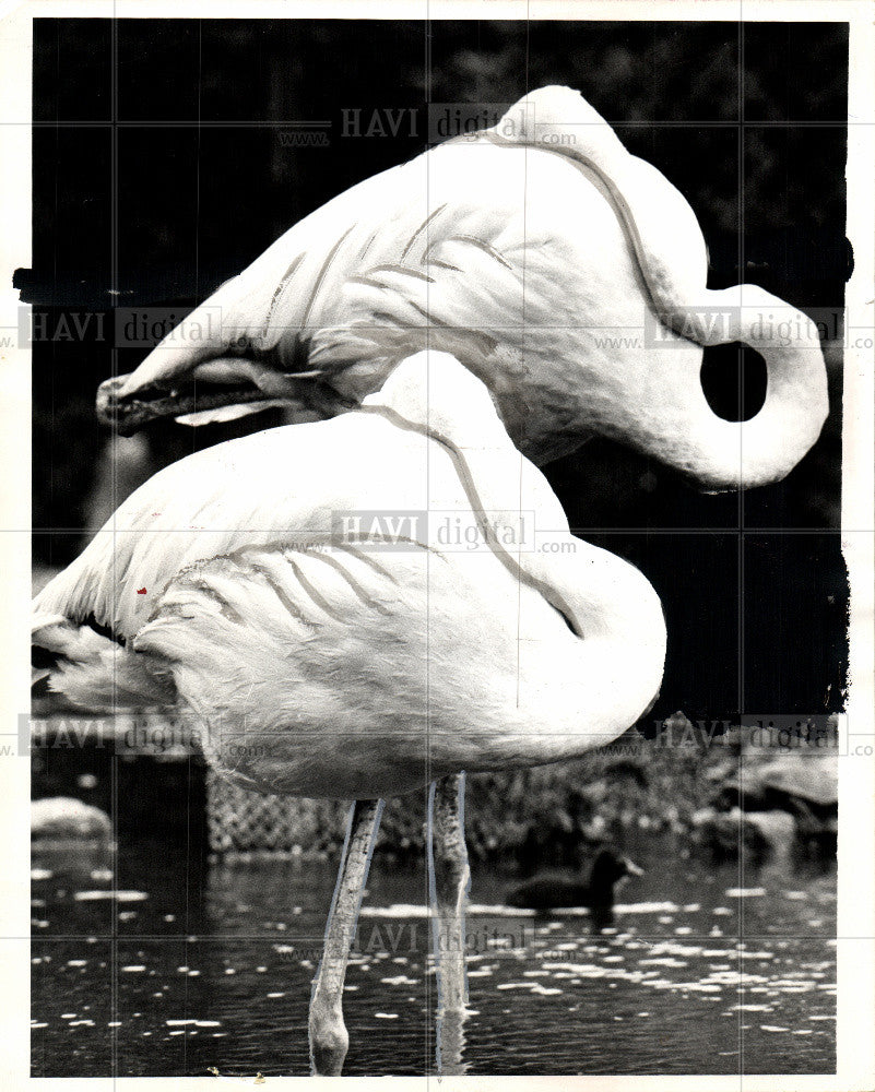 1968 Press Photo BIRD FLAMINGO - Historic Images