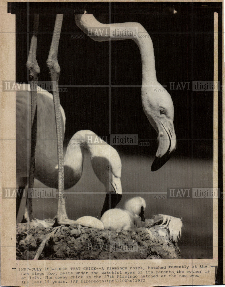 1972 Press Photo Flamingos birds america - Historic Images