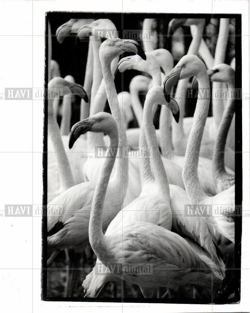 1989 Press Photo Flamingo,Bird,Detroit zoo - Historic Images