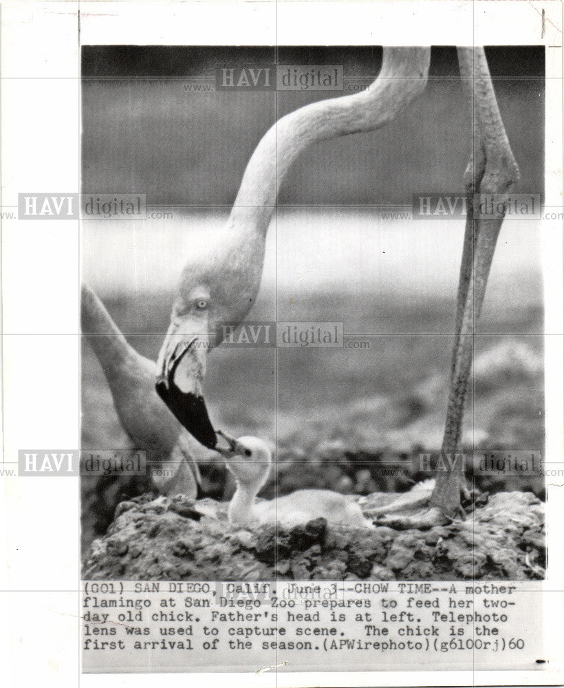 1960 Press Photo BIRD  FLAMINGO - Historic Images