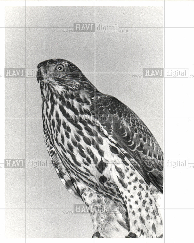1978 Press Photo Hawk - Historic Images