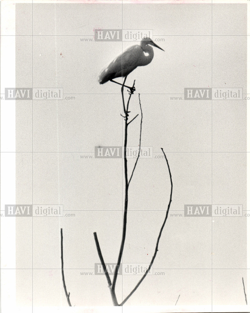 1983 Press Photo Great Egret - Historic Images