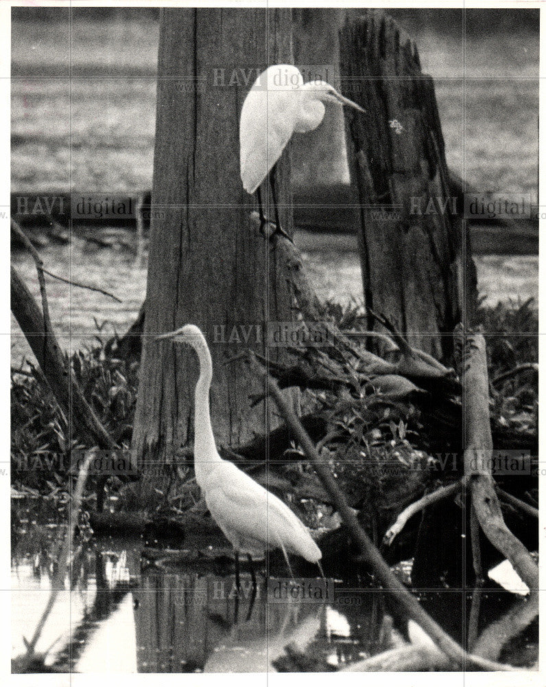 1983 Press Photo Great White Egret wading bird swamp - Historic Images