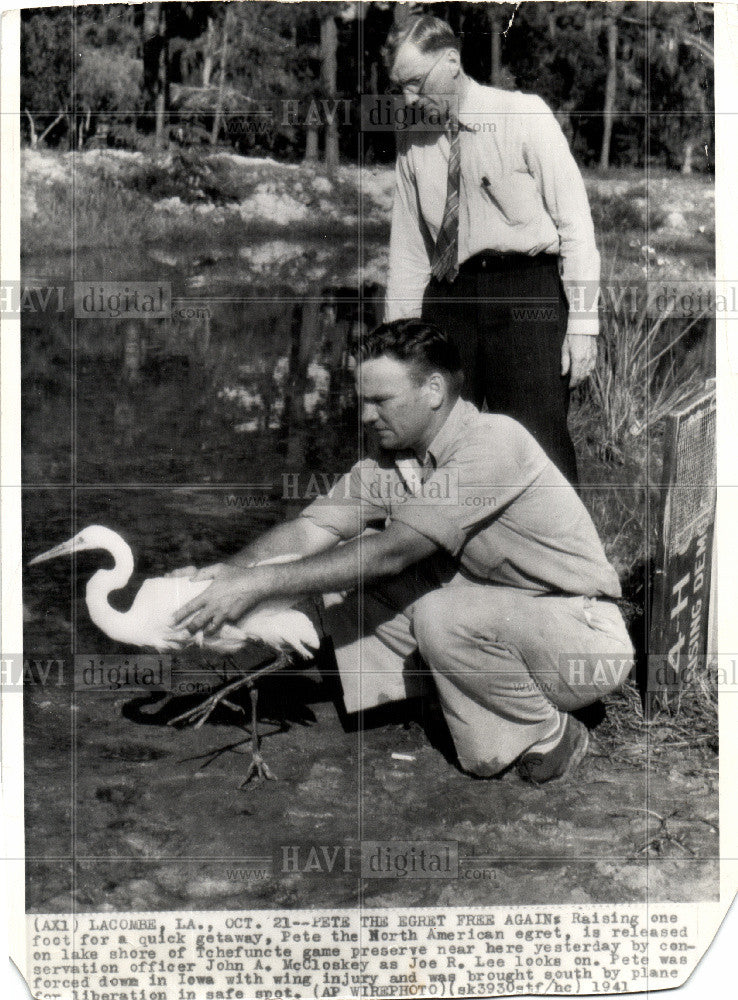 1941 Press Photo BIRDS EGRETS Free - Historic Images