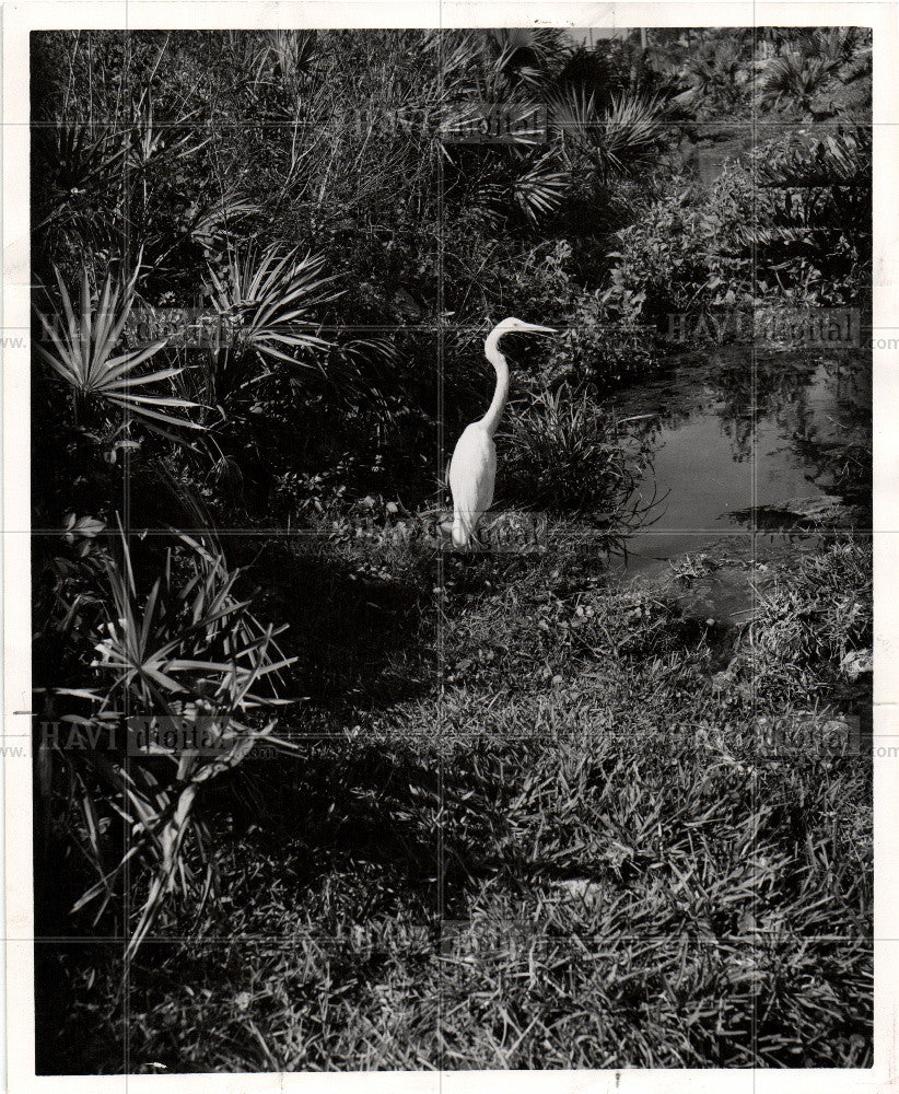 1965 Press Photo Egrets - Historic Images