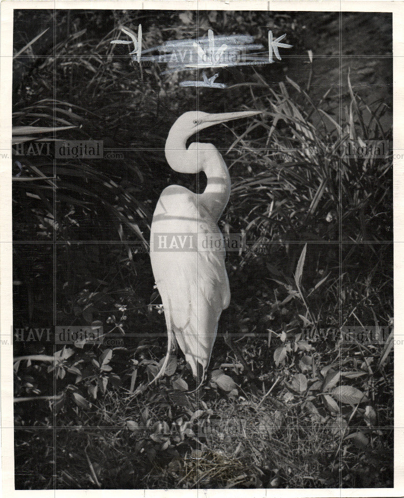 1951 Press Photo snowy egret conservation water birds - Historic Images