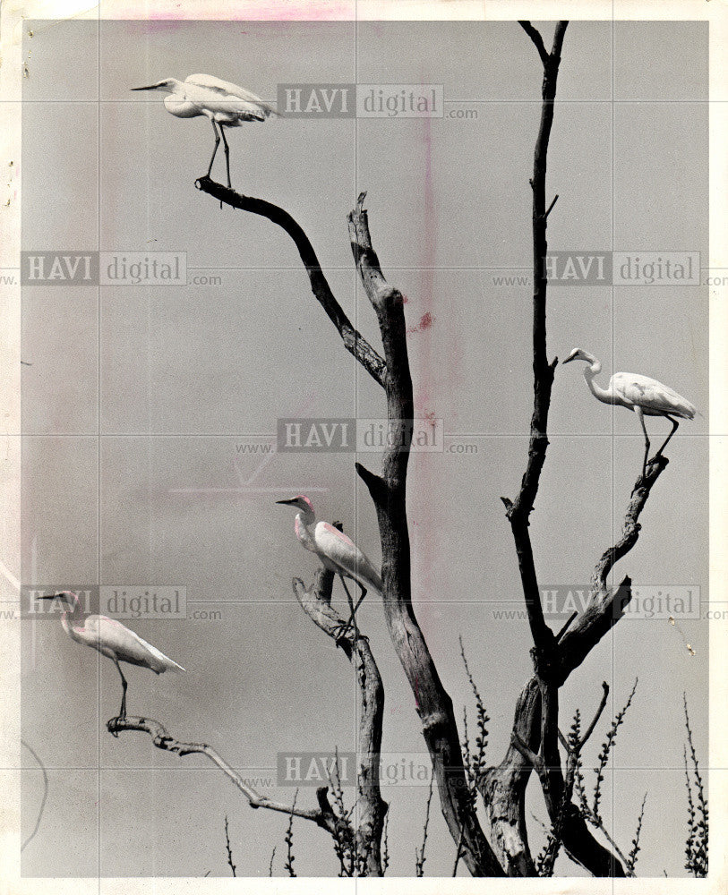 1975 Press Photo BIRD EGRETS - Historic Images