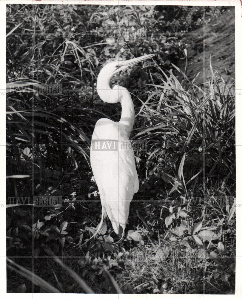 1956 Press Photo egret milky-white season - Historic Images