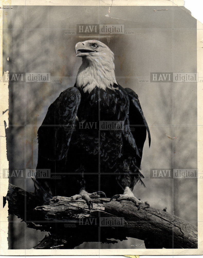 1980 Press Photo members of the bird familyAccipitridae - Historic Images