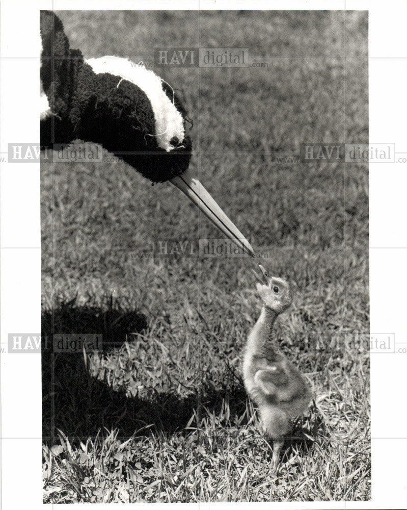 Press Photo a family,legged and long-necked birds - Historic Images