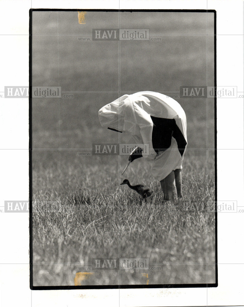 1991 Press Photo Urbanek chicks shelter Sun - Historic Images