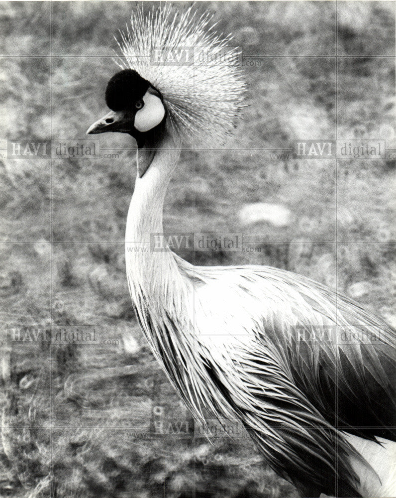 1982 Press Photo Grey Crowned Crane - Historic Images