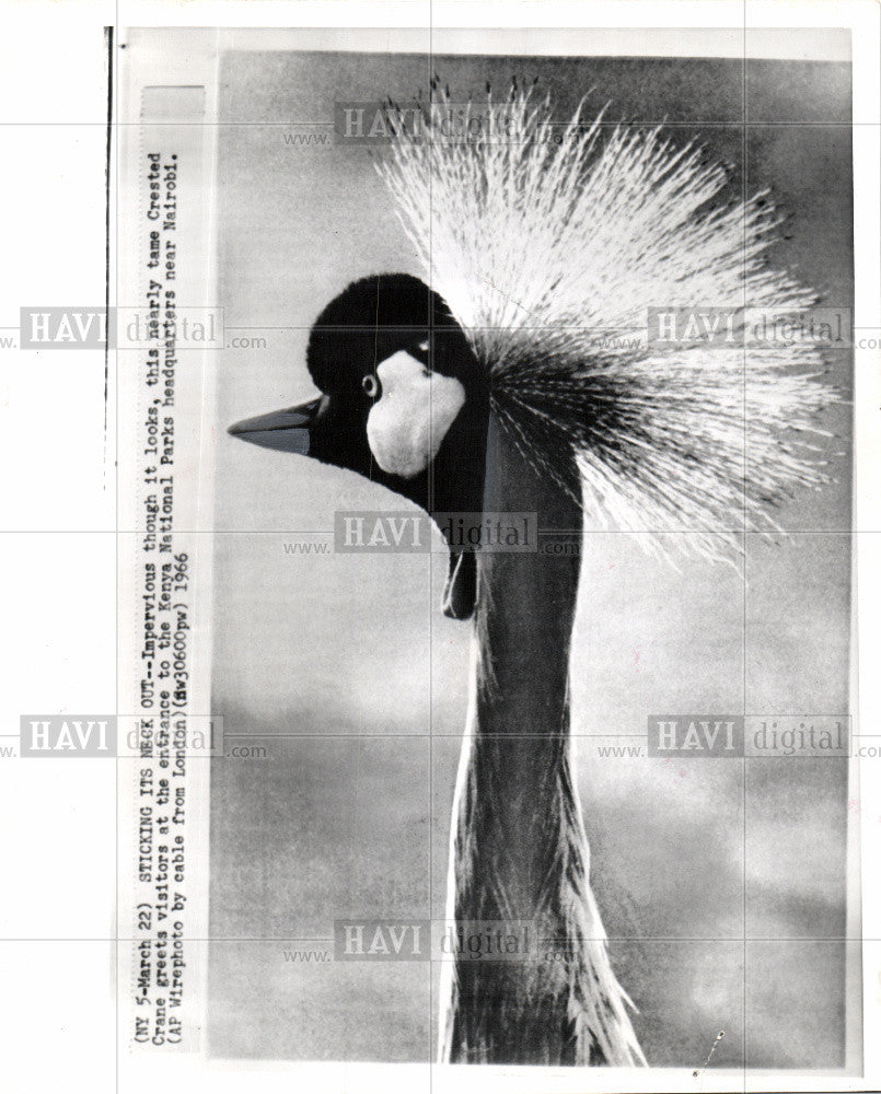 1968 Press Photo Bird-Crested Crane-Kenya - Historic Images