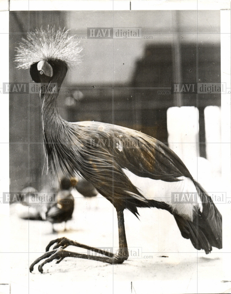 Press Photo AFRICAN CROWNED CRANE - Historic Images