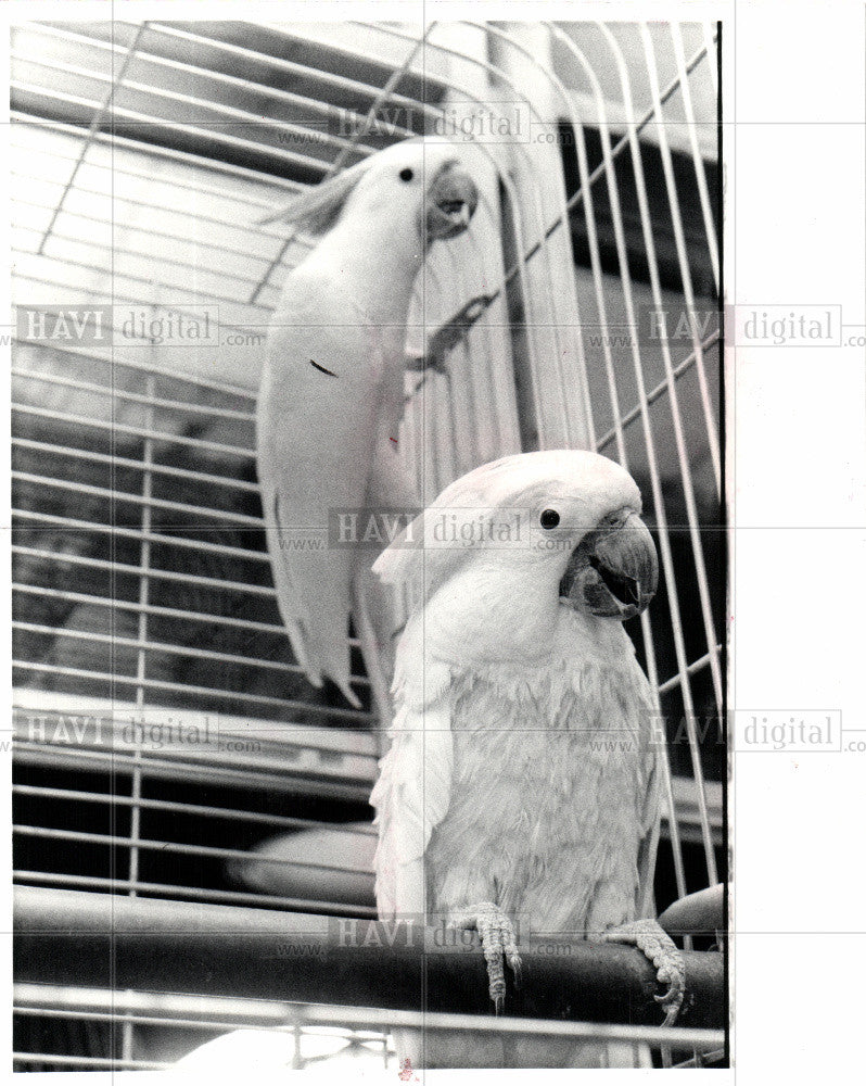 1981 Press Photo Birds - Cockatoo - Historic Images