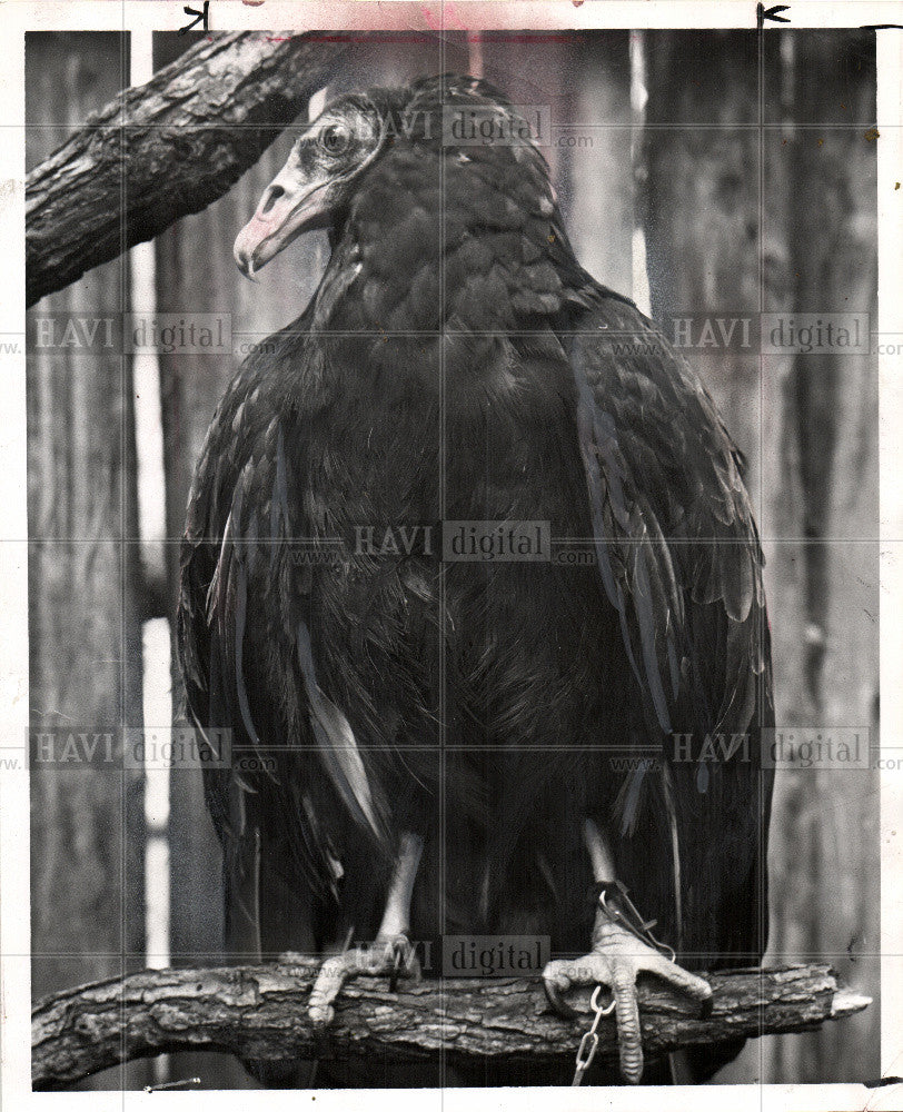1970 Press Photo large birds - Historic Images