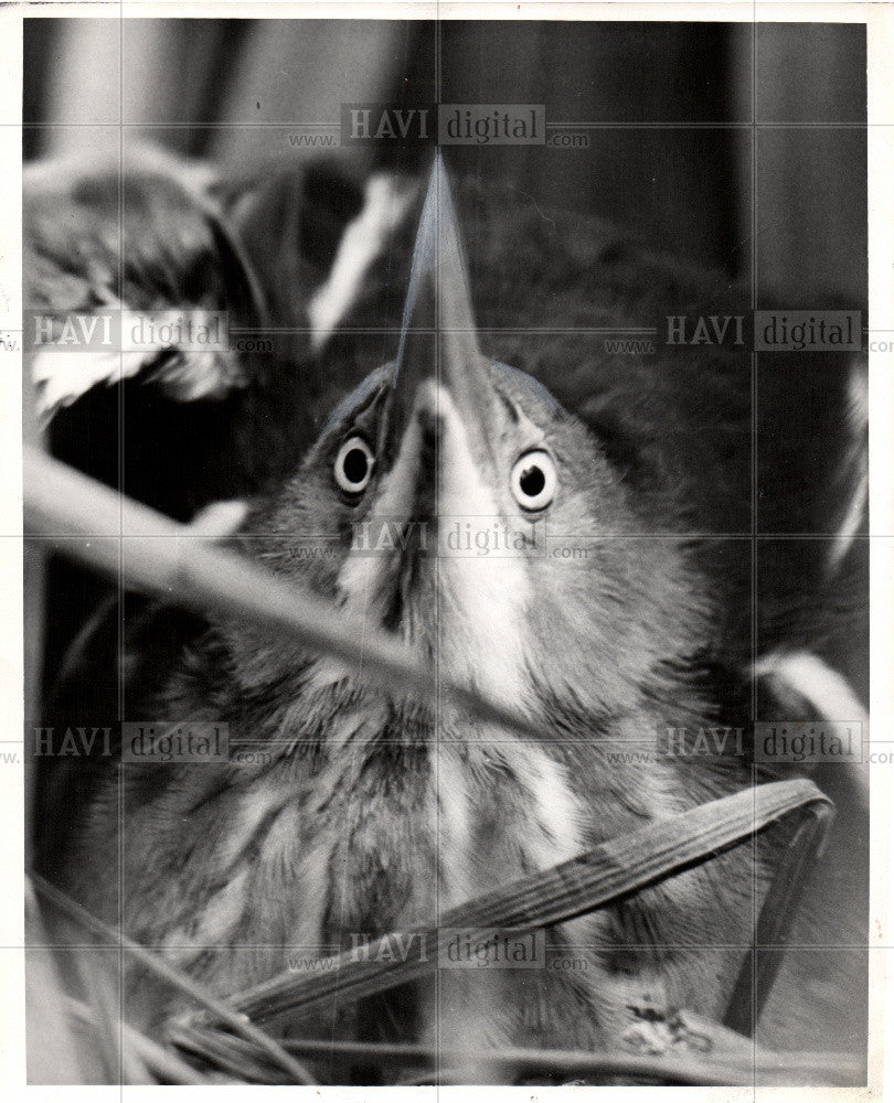 1959 Press Photo Bitters, bird - Historic Images