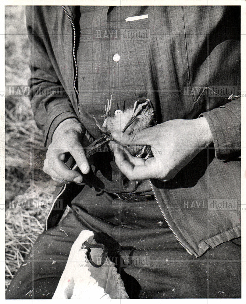 1976 Press Photo banding  attachingnumber  bird - Historic Images