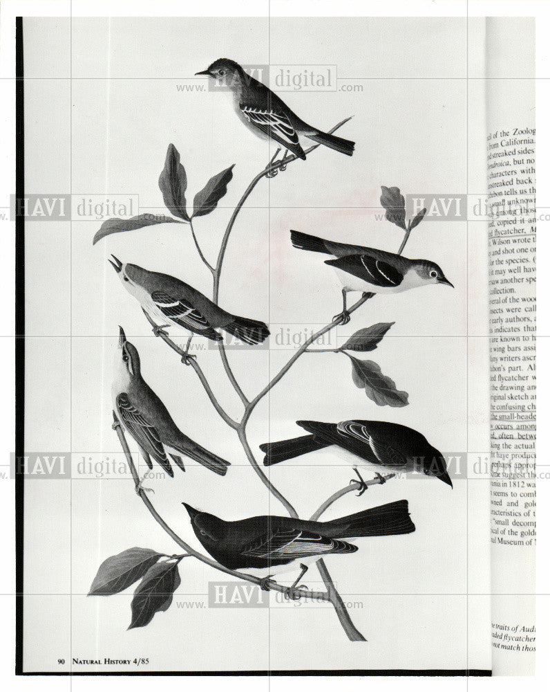 1985 Press Photo Small-headed flycatcher - Historic Images