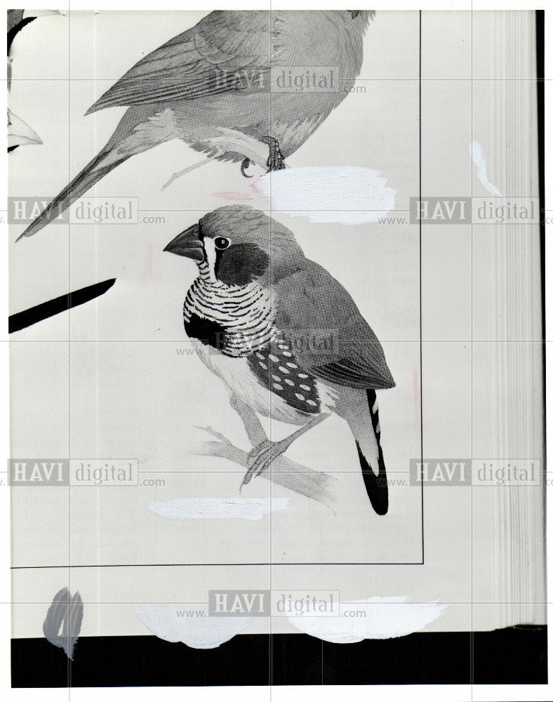 1984 Press Photo Bird Zebra Finch - Historic Images
