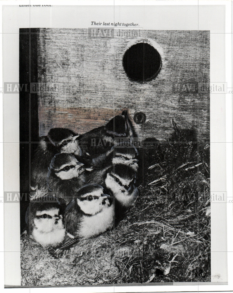 1976 Press Photo titmice offspring birds - Historic Images