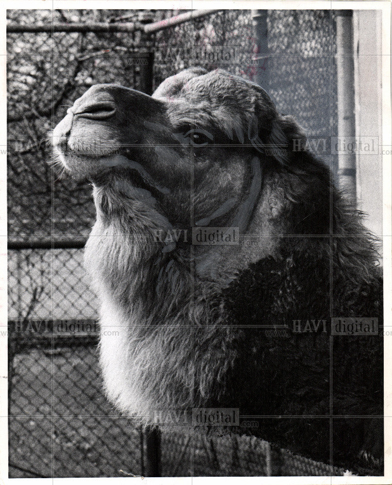 1966 Press Photo camel genus - Historic Images