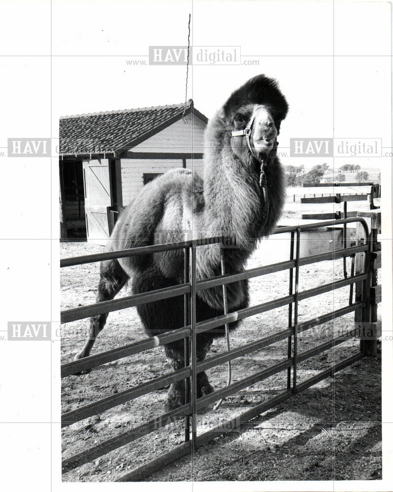 1979 Press Photo Two-hump camel - Historic Images