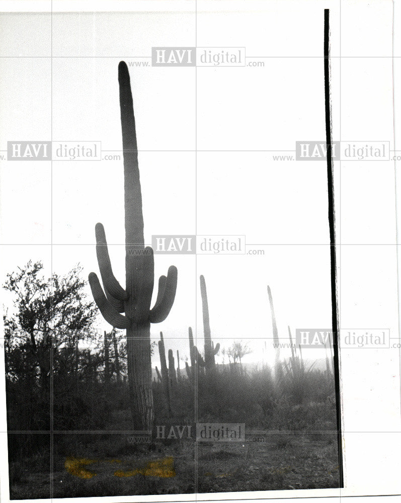 1978 Press Photo Cactus - Historic Images