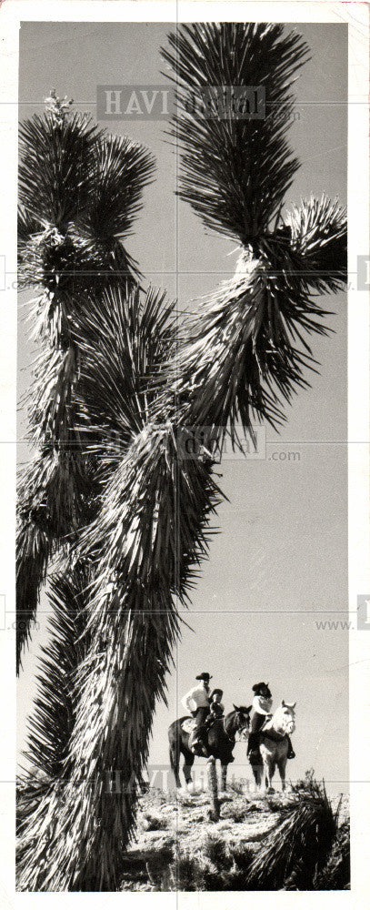 1959 Press Photo Cactus - Historic Images