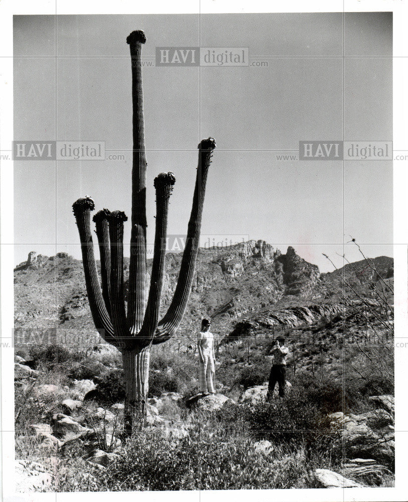 1977 Press Photo cactus - Historic Images