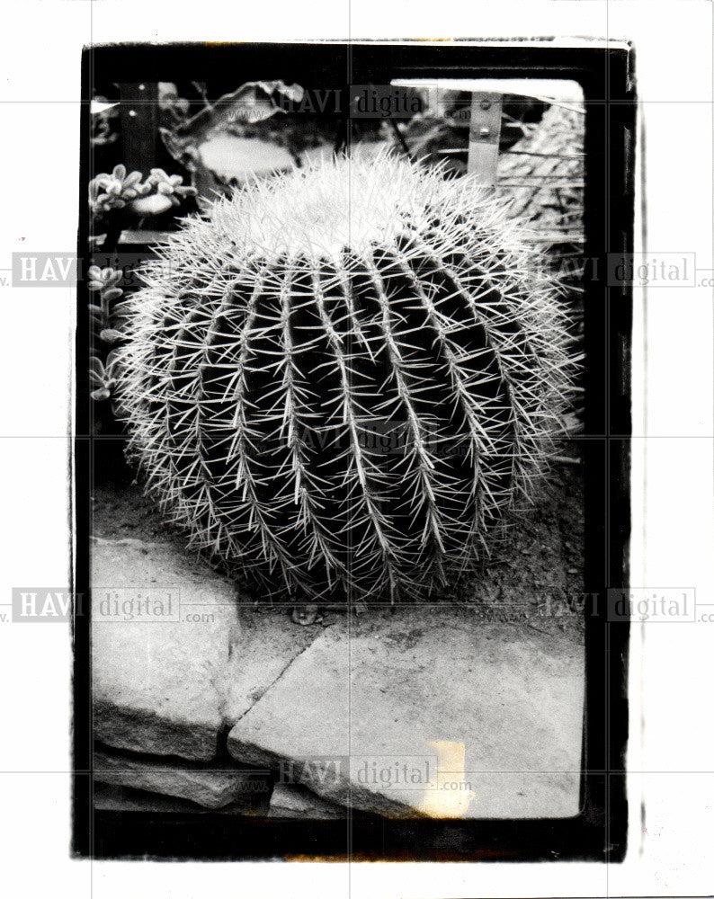 1950 Press Photo Cactus - Historic Images