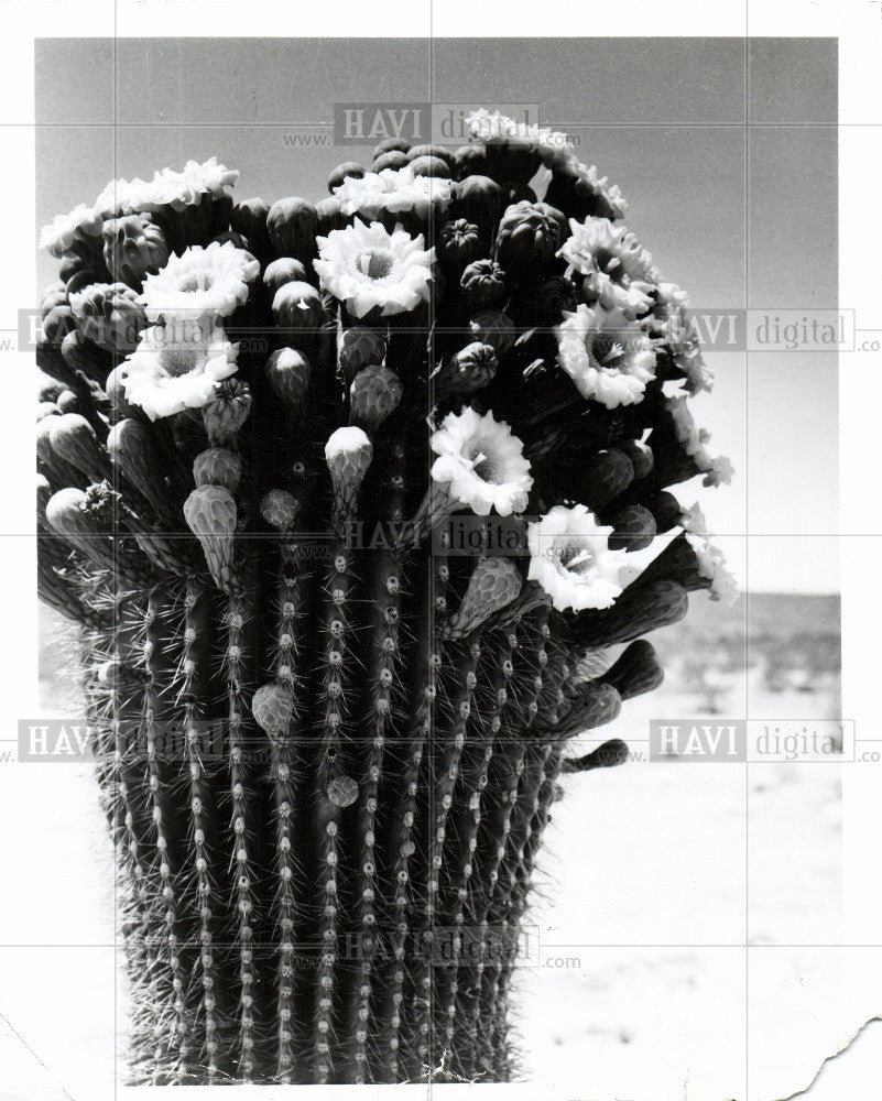 Press Photo Cactus in bloom - Historic Images