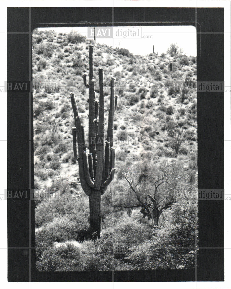 1982 Press Photo Cactus America Cactaceae dry deserts - Historic Images