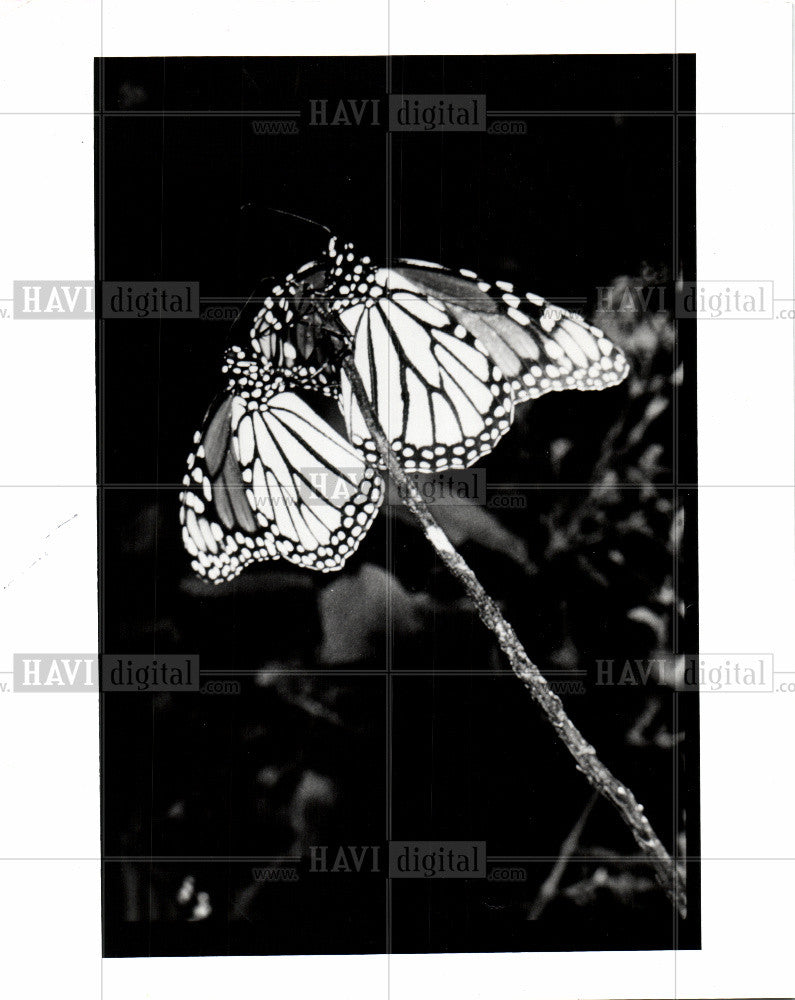 1991 Press Photo Butterfly - Historic Images