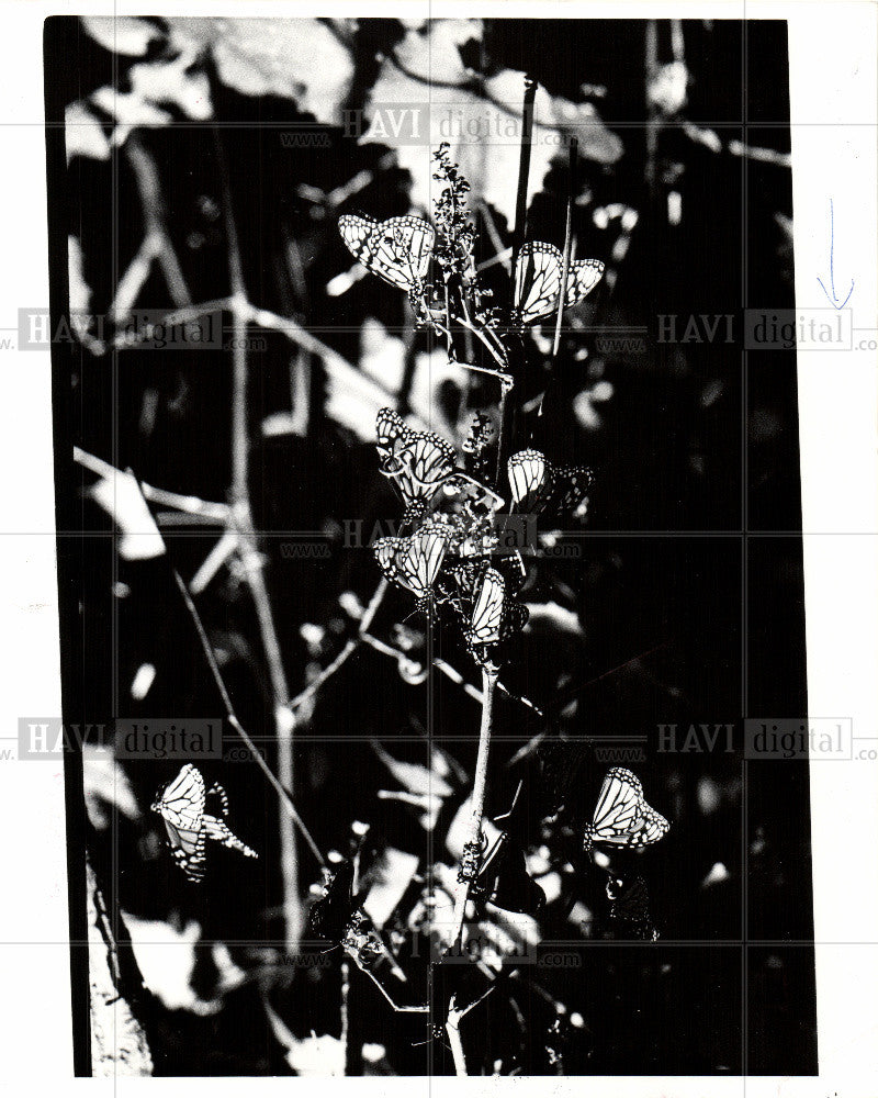 1977 Press Photo Butterfly - Historic Images