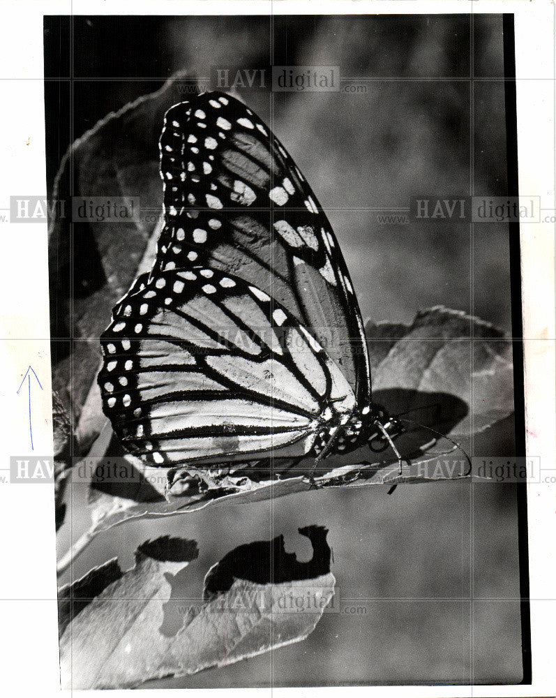 1977 Press Photo Butterfly Day Flying Insect Moths - Historic Images