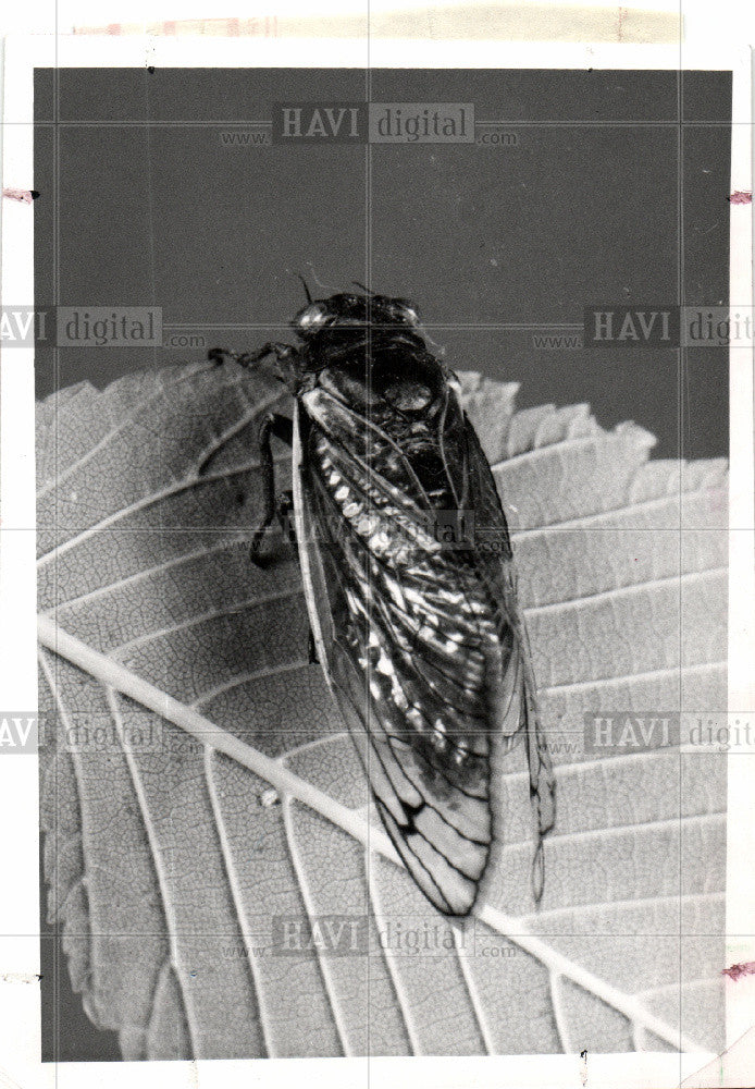 Press Photo Adult Cicada insect Hemiptera - Historic Images