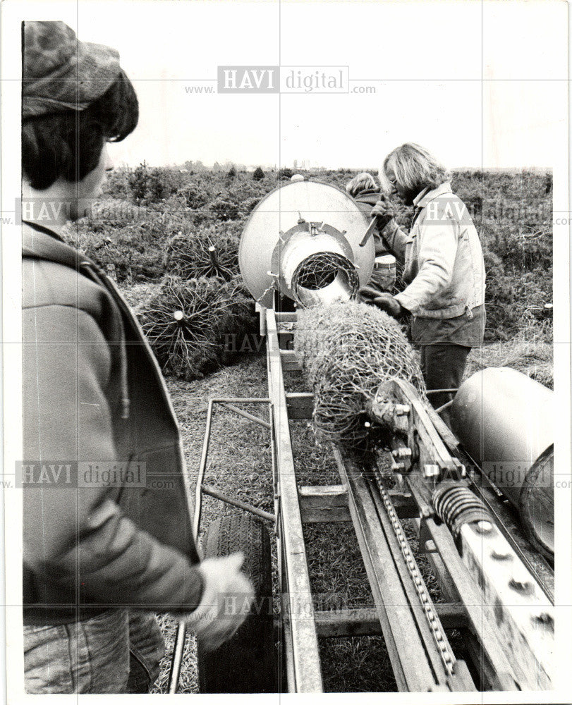 1977 Press Photo Michigan tree growers 1977 ship pines - Historic Images