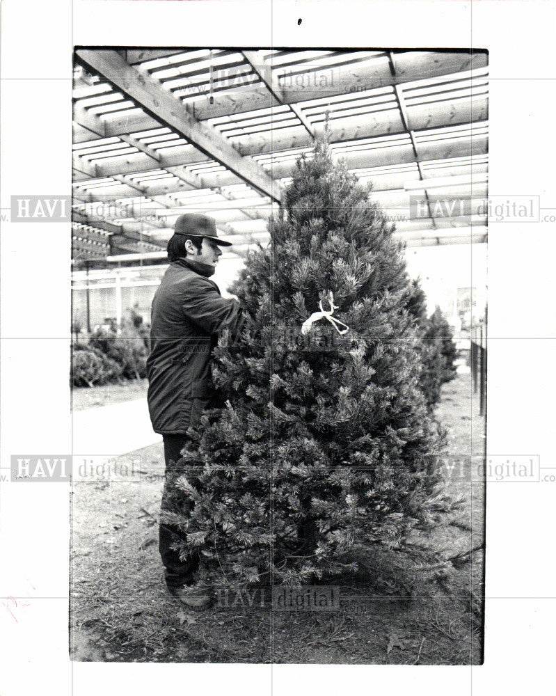 1981 Press Photo Christmas Tree - Historic Images
