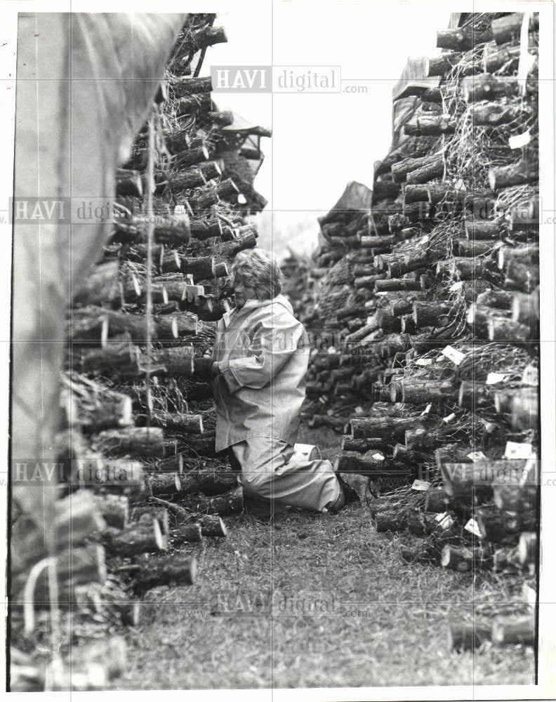 1985 Press Photo christmas,tree,harvesting,october - Historic Images