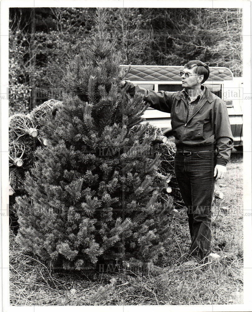 1977 Press Photo Christmas Tree Stone evergreen - Historic Images