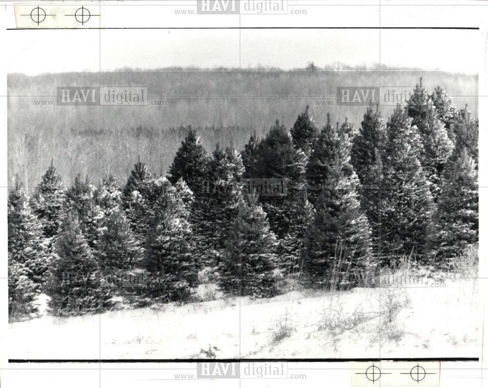 1987 Press Photo Christmas Tree Varieties - Historic Images