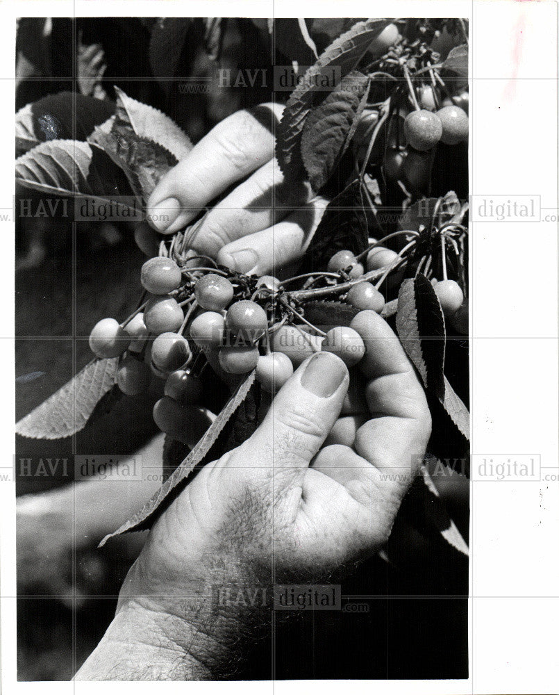 1978 Press Photo cherries, picking the fruits - Historic Images