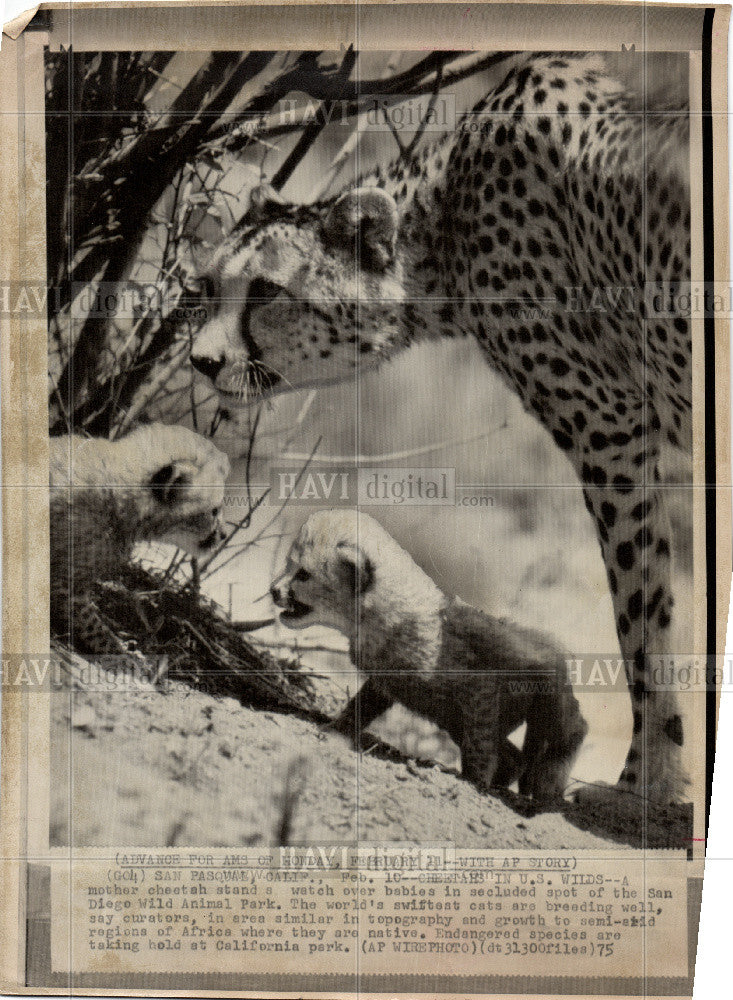 Press Photo cheetah large-sized feline Africa - Historic Images