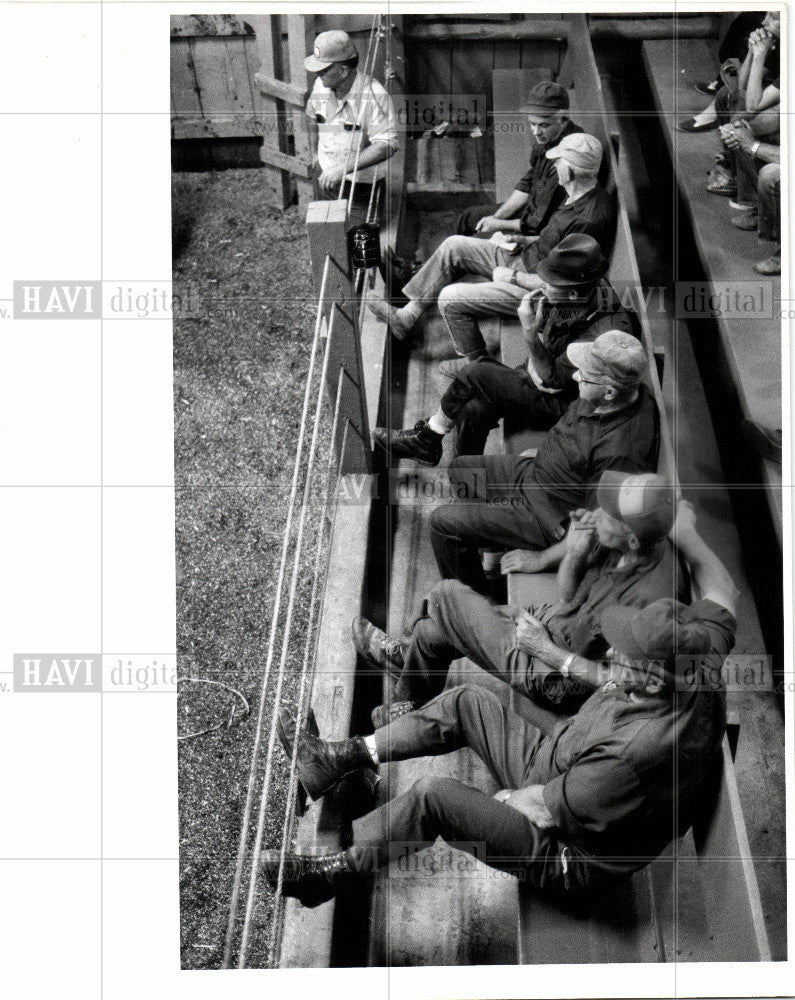 Press Photo cattle auction - Historic Images