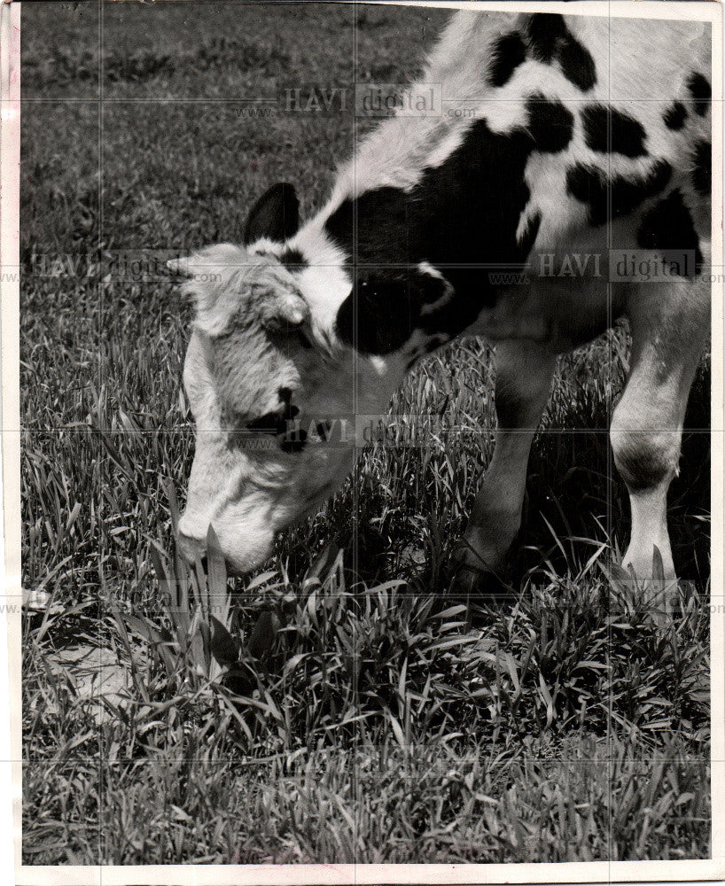 1994 Press Photo Conservation ethic important - Historic Images