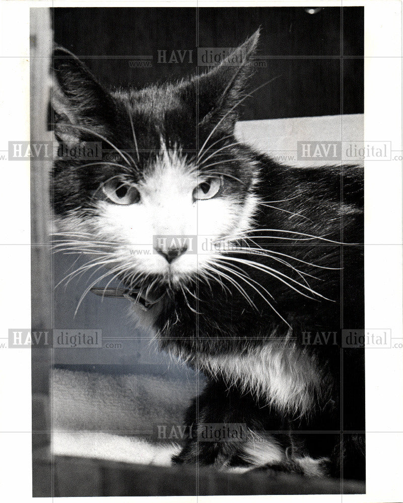 1979 Press Photo domestic cat or housecat - Historic Images