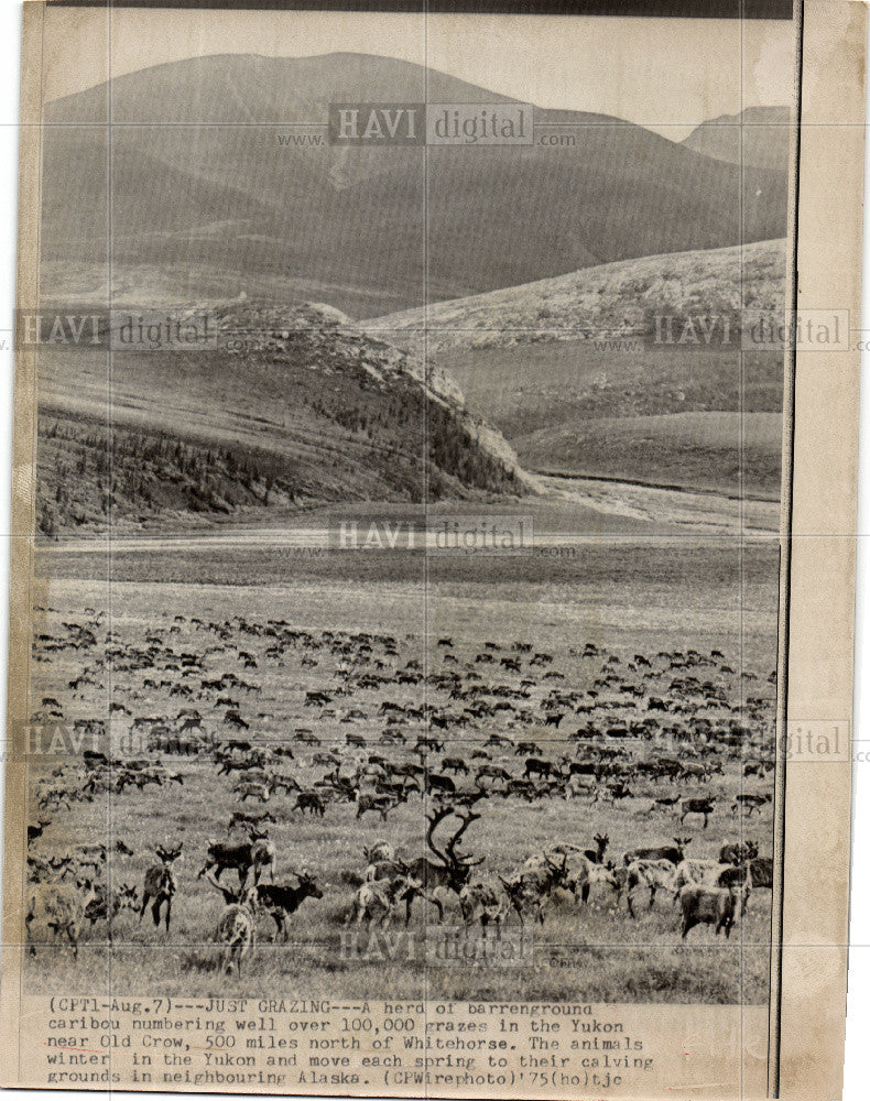 1975 Press Photo 100,000 caribou Yukon near Old Crow - Historic Images