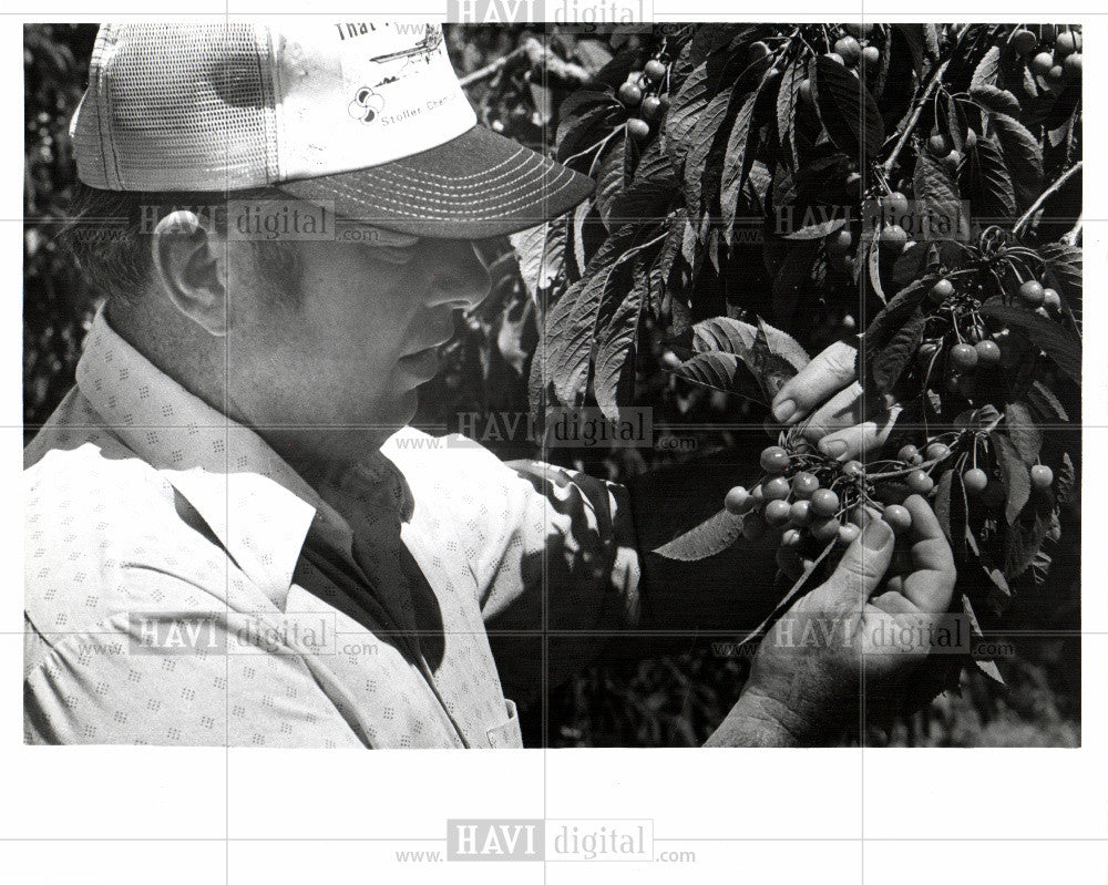 1978 Press Photo Cherry Fruit Plants Food Prunus - Historic Images